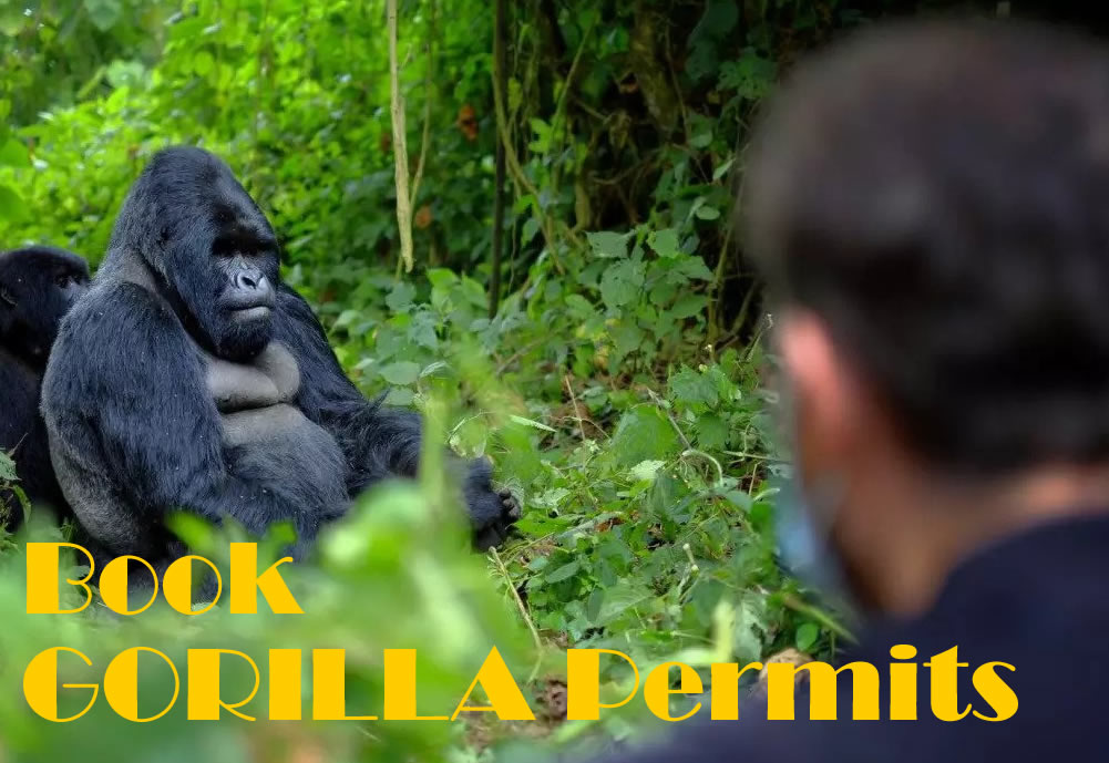 book Gorilla permits well in advance as they are limited and often sell out quickly