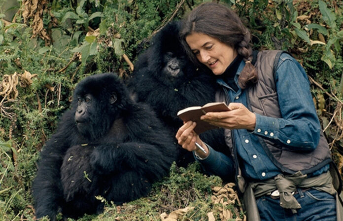 The work of Dian Fossey serves as a powerful reminder of the impact one person can have on the world. to save mountain gorillas