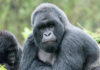 3 Day Gorilla Trekking Safari 2-day gorilla trekking safari in Mgahinga National Park in Uganda can be a fantastic experience