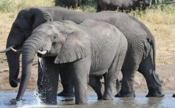 Akagera National Park Akagera National Park is a remarkable destination in Africa known for its stunning scenery, rich history,