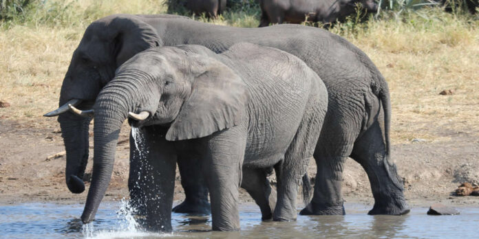 Akagera National Park is a remarkable destination in Africa known for its stunning scenery, rich history,