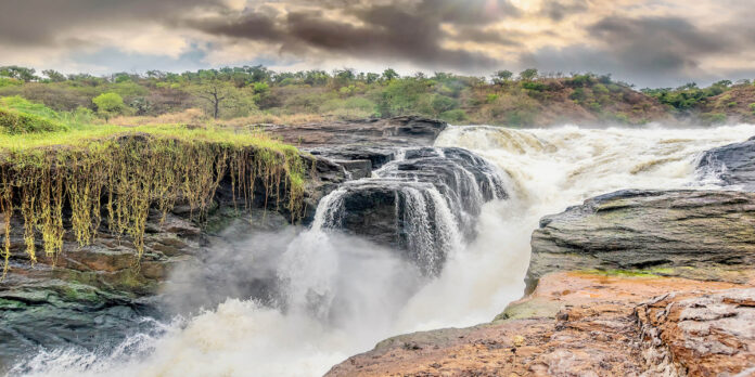 Murchison Falls National Park, located in northwestern Uganda, is indeed a must-visit destination for birders and wildlife enthusiasts.