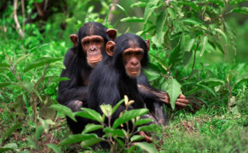 Nyungwe Forest National Park Chimpanzee tracking: One of the highlights of visiting Nyungwe Forest National Park is the chance to engage in chimpanzee tracking.