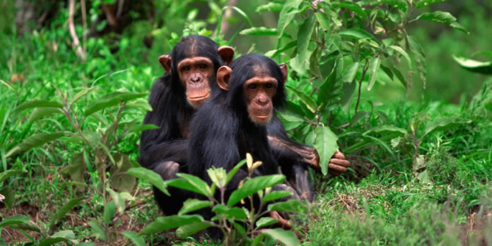 Chimpanzee tracking: One of the highlights of visiting Nyungwe Forest National Park is the chance to engage in chimpanzee tracking.