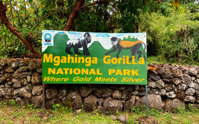 Mgahinga Gorilla National Park covers approximately 33.7 square kilometers. It's situated in the Kisoro District of Uganda,