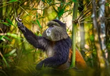 Safaris Holidays in Rwanda and Primates