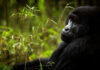 Gorilla Trekking Safaris and Gorilla Habituation