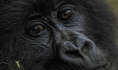 Mountain-gorilla-trek and Volcanoes-national-park